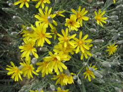 limestone hawksbeard (Crepis intermedia)