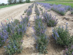 blue penstemon (Penstemon cyaneus)