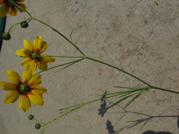 Coreopsis tinctoria Nutt. var. atkinsoniana Atkinson's coreopsis Atkinson's tickseed