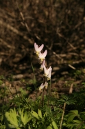 Dutchman's breeches (Dicentra cucullaria)