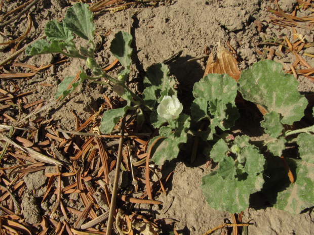 alkali mallow (Malvella leprosa)