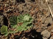 alkali mallow (Malvella leprosa)