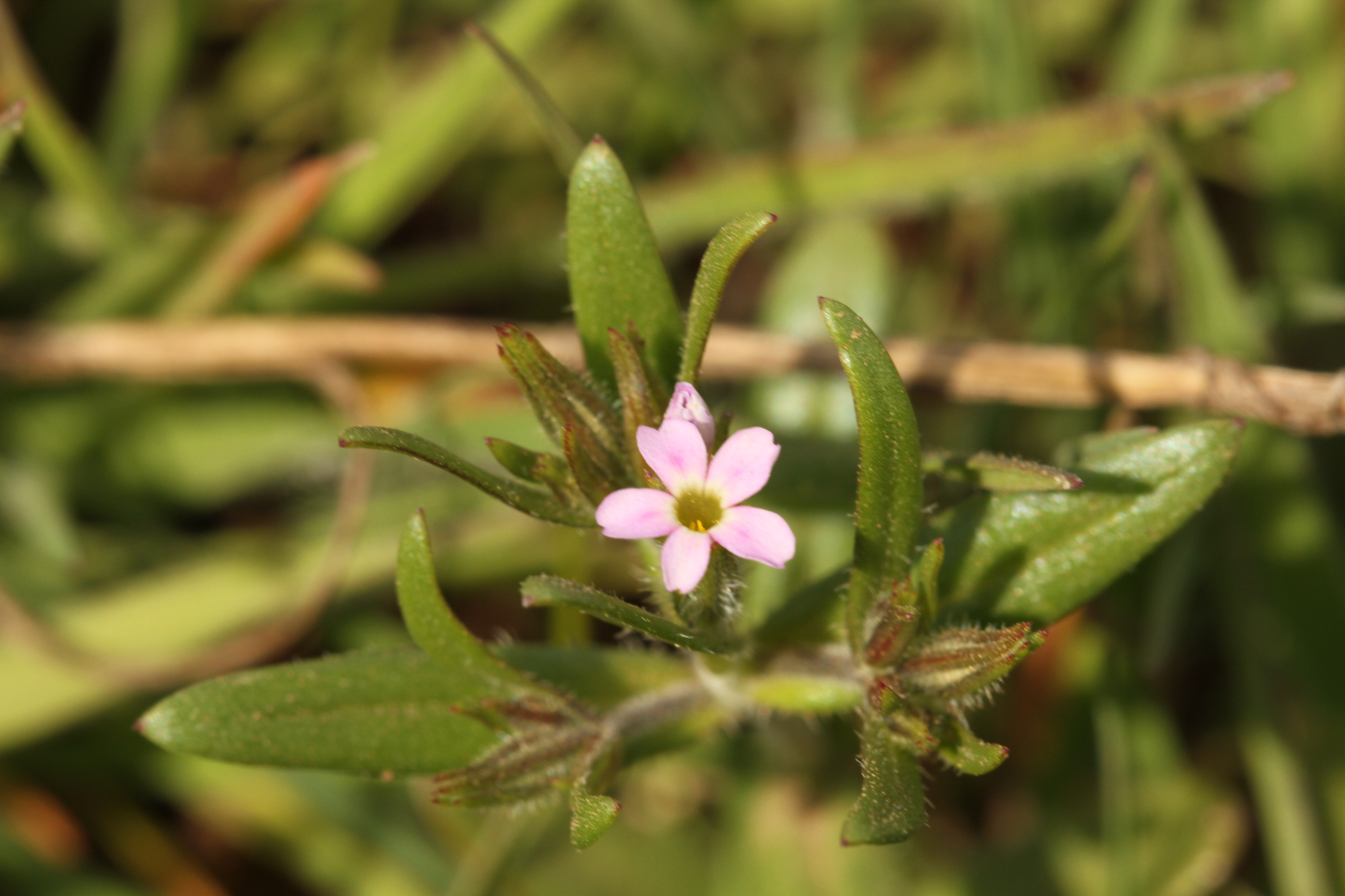 Slender phlox