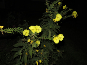 Common evening primrose, Oenothera biennis
