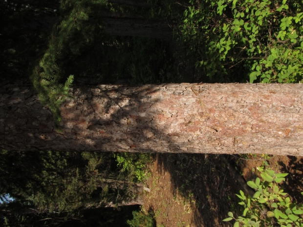 Englemann spruce, Picea engelmannii
