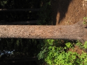 Englemann spruce, Picea engelmannii
