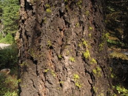 Grand fir, Abies grandis
