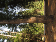 Lodgepole pine, Pinus contorta