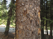 Lodgepole pine, Pinus contorta
