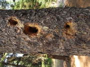 Lodgepole pine, Pinus contorta

