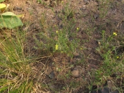 Mountain tarweed, Madia glomerata