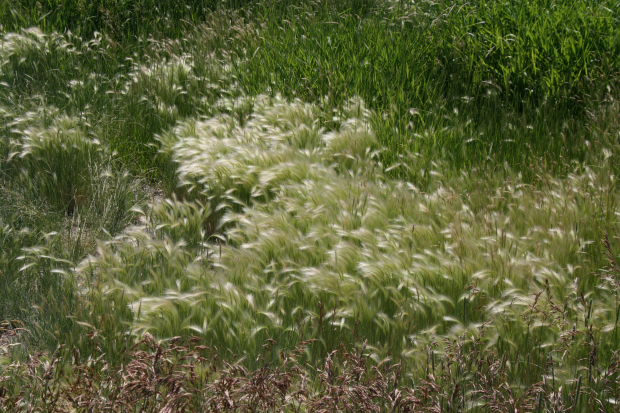 foxtail barley (Hordeum jubatum)
