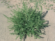 Tumble pigweed (Amaranthus albus)