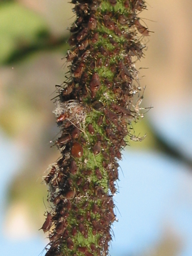 annual sowthistle (Sonchus oleraceus)