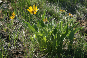 arrowleaf balsamroot (Balsamorhiza sagittata)