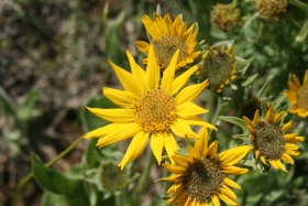 arrowleaf balsamroot (Balsamorhiza sagittata)