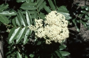 Mountain-ash, rowan (Sorbus sp.)