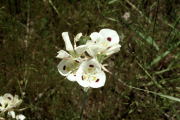 Sego Lily (Calochortus nuttallii)

