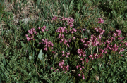 Red Heather (Phyllodoce empetriformis)