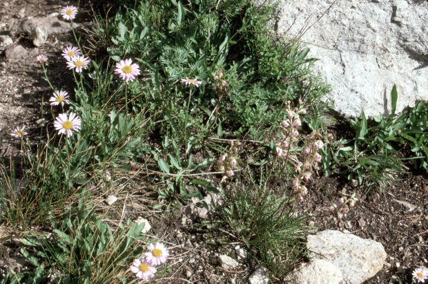 Wooly Daisy (Erigeron divergens)
