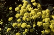 yellow buckwheat (Eriogonum flavum)

