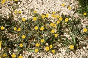 Diverse-leafed Cinquefoil (Potentilla diversifolia)