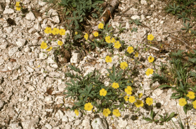 Diverse-leafed Cinquefoil (Potentilla diversifolia)