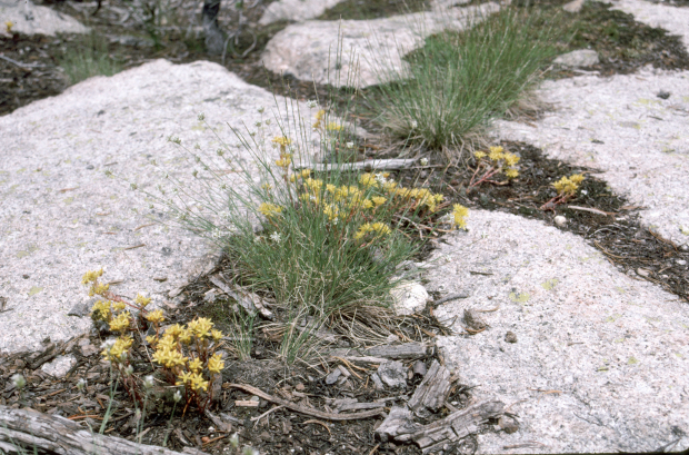 Stonecrop (Sedum sp.)