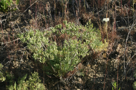 ballhead sandwort (Arenaria congesta)