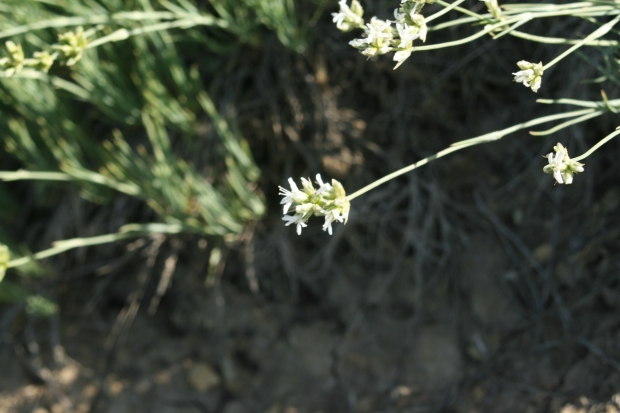ballhead sandwort (Arenaria congesta)