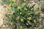barestem desert parsley, barestem biscuitroot (Lomatium nudicaule)