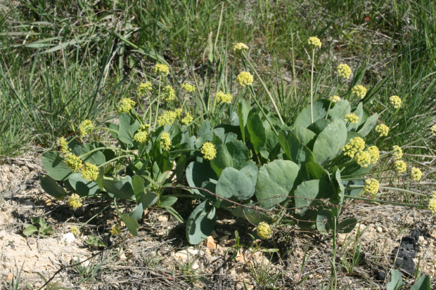 barestem desert parsley, barestem biscuitroot (Lomatium nudicaule)