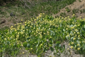 barestem desert parsley, barestem biscuitroot (Lomatium nudicaule)