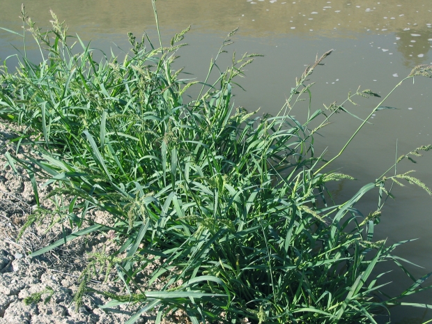 Barnyard grass (Echinochloa muricata) 