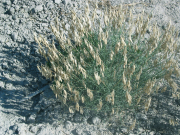 threadstalk milkvetch, basalt milkvetch (Astragalus filipes) 