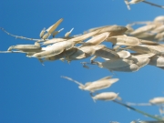 threadstalk milkvetch, basalt milkvetch (Astragalus filipes) 