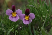 Beckwith's violet (Viola beckwithii)