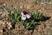 Beckwith's violet (Viola beckwithii)