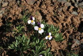 Beckwith's violet (Viola beckwithii)
