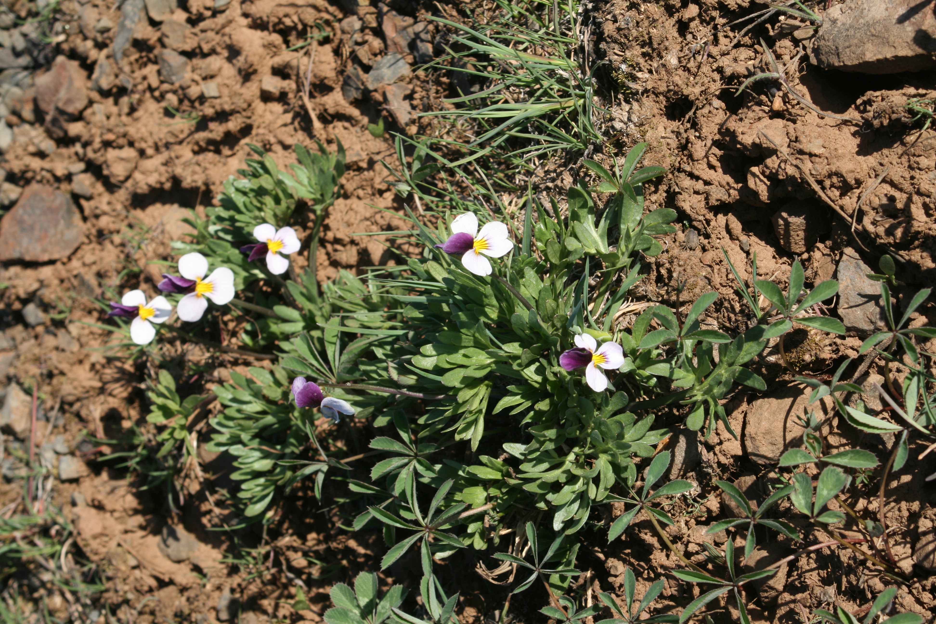 Beckwith's violet (Viola beckwithii)