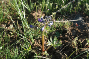 bicolor larkspur, little larkspur (Delphinium bicolor)