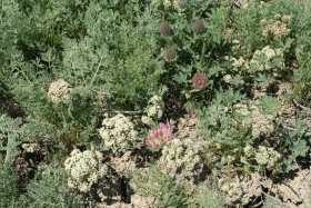 big-head clover, largehead clover (Trifolium macrocephalum)