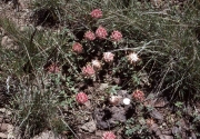 big-head clover (Trifolium macrocephalum) 
