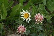 big-head clover, largehead clover (Trifolium macrocephalum)