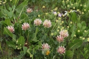 big-head clover, largehead clover (Trifolium macrocephalum)