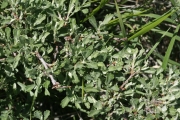 bitterbrush (Purshi tridentata)