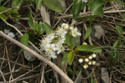 bittercherry (Prunus emarginata)