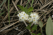 bittercherry (Prunus emarginata)