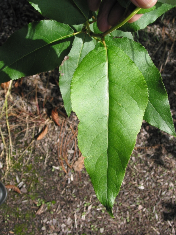 black cottonwood (Populus trichocarpa) 