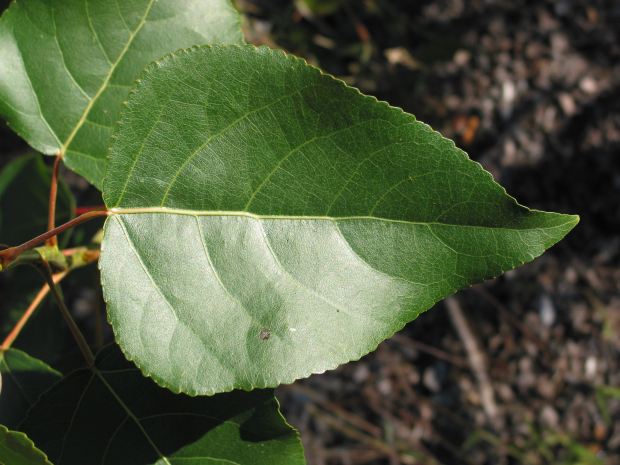 black cottonwood (Populus trichocarpa) 